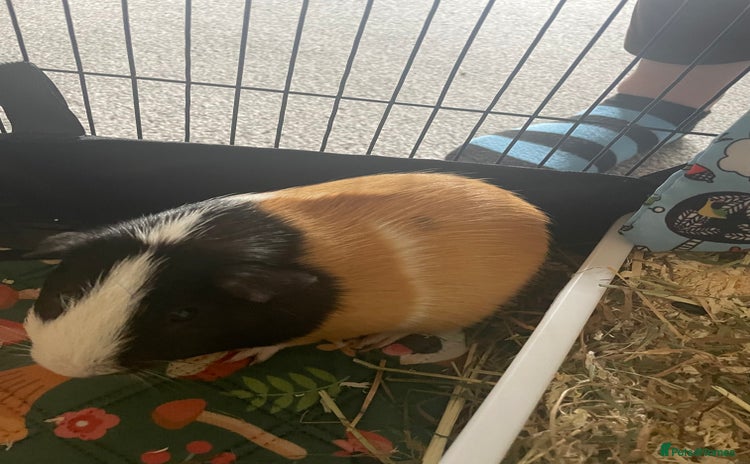 Guinea Pig rodents - Advert 2