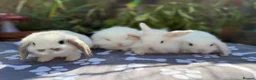 Mini Lop rabbits for sale: X8 baby Mini lop boys  - Advert 15