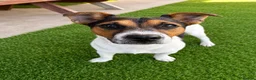 Jack Russell dogs for stud: Jack Russel Stud Dog - Advert 3