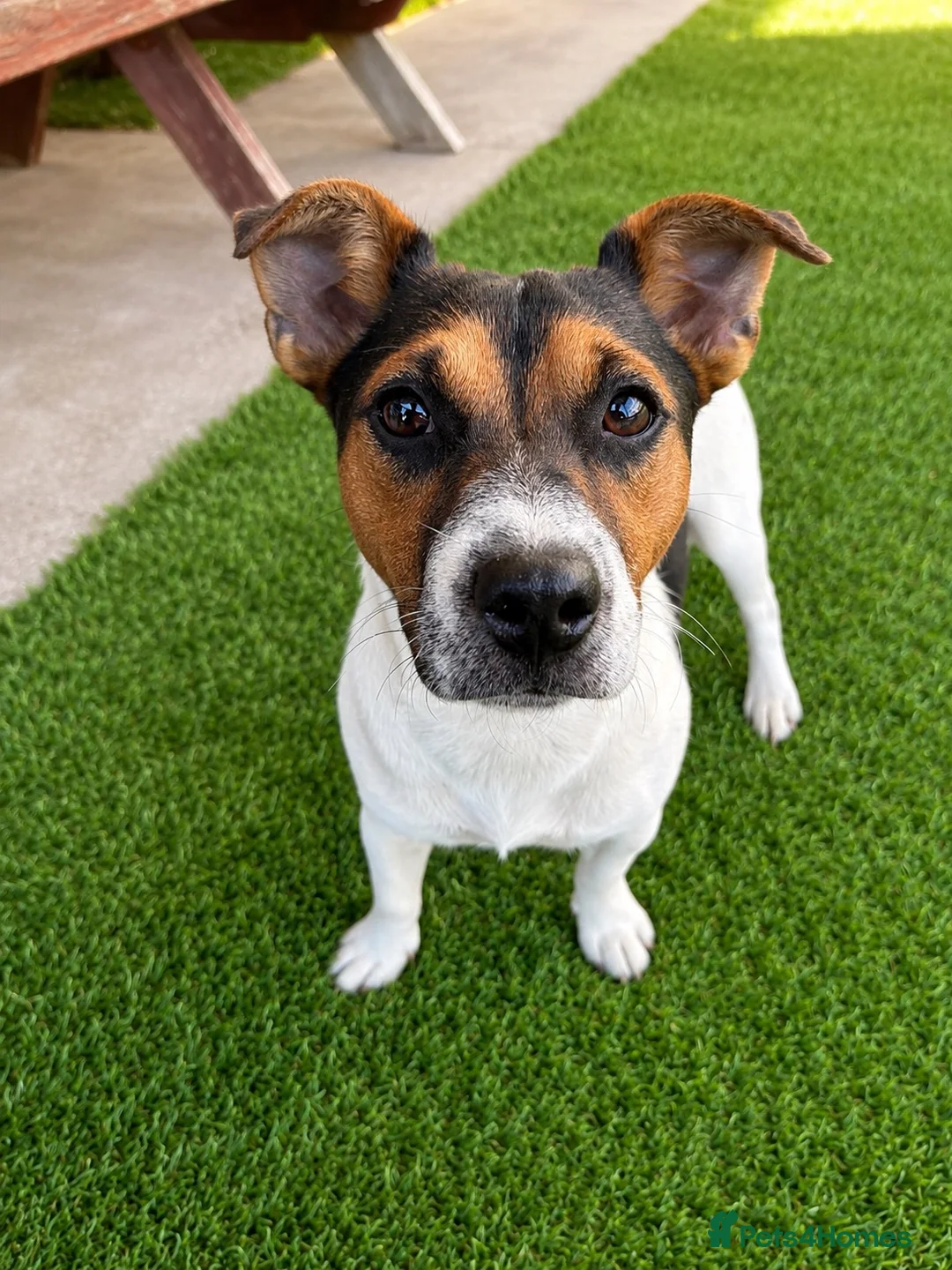 Jack Russell dogs for stud: Jack Russel Stud Dog - Advert 3