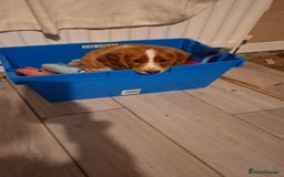 Cocker Spaniel dogs for stud: For stud - Image 8