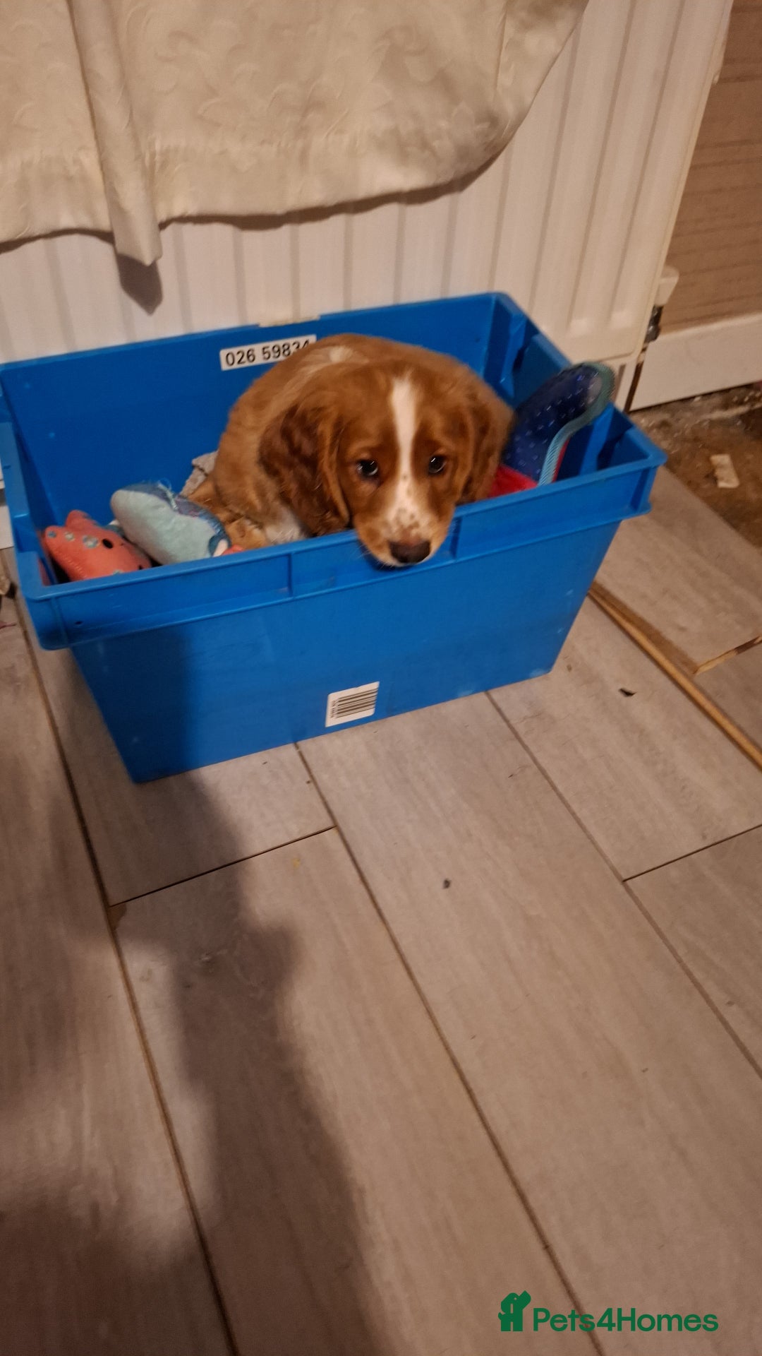 Cocker Spaniel dogs for stud: For stud - Image 8