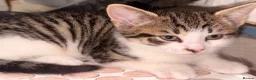 British Shorthair cats for sale: 4 lovely’s silver grey British shorthair  - Advert 9
