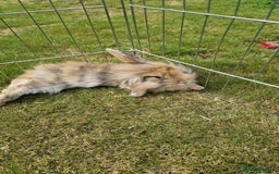 Mini Lion Lop rabbits for sale: Lion lops  - Image 2
