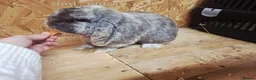 Mini Lop rabbits for sale: Beautiful Pure Bred Mini Lop rabbits - Advert 12