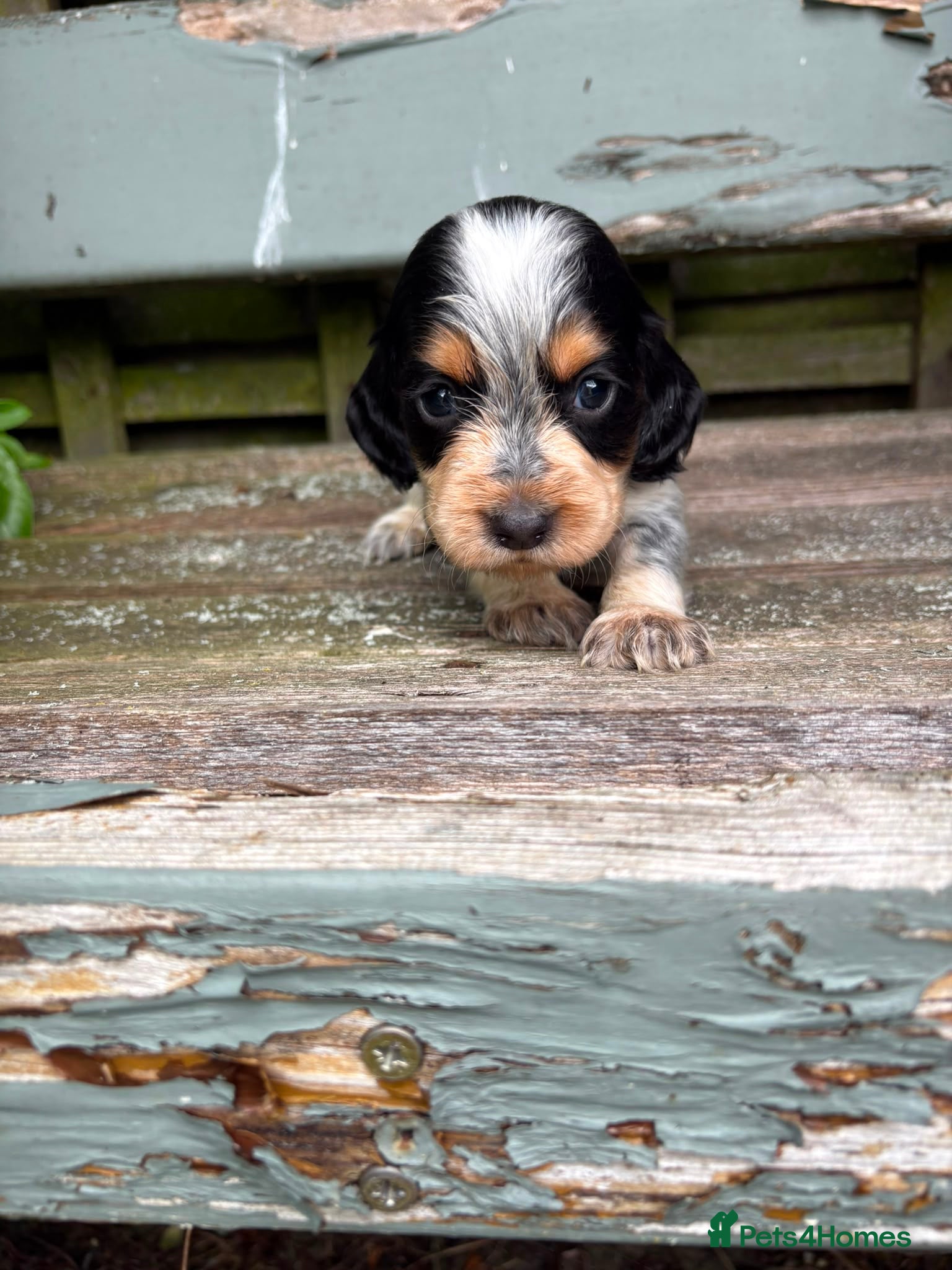 Cocker Spaniel dogs KC registered Blue roan WCS - Advert 14