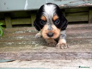 Cocker Spaniel dogs KC registered Blue roan WCS - Advert 14