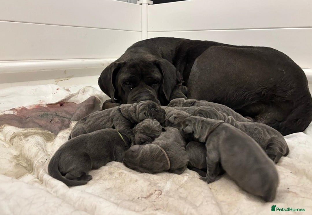 Cane Corso dogs for sale:  Stunning Cane Corso Puppies Ready - Image 9