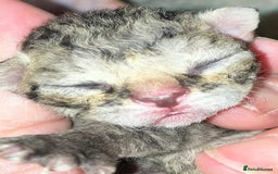 Devon Rex cats for sale: GCCF Devon Rex kittens - Image 9