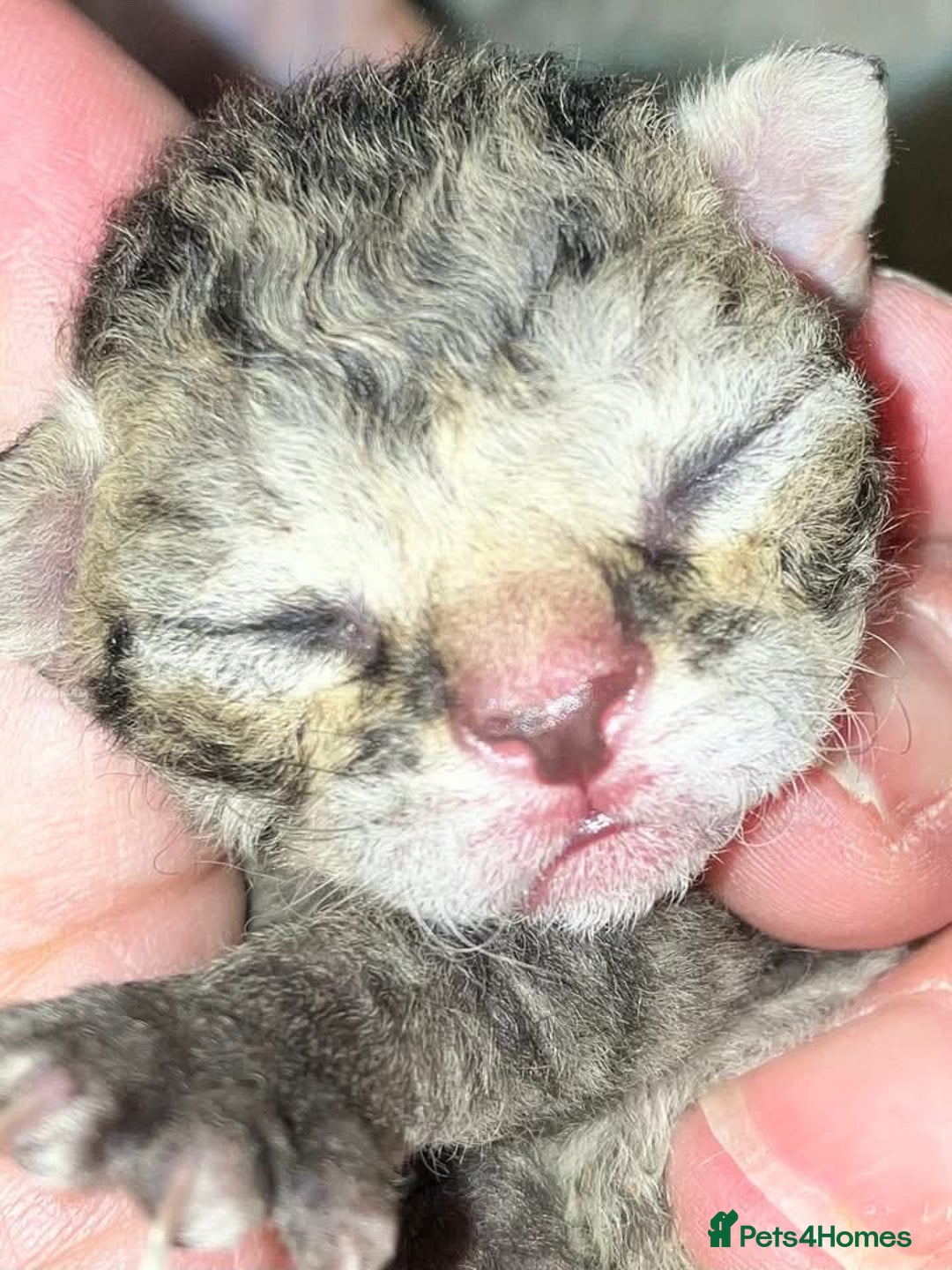 Devon Rex cats for sale: GCCF Devon Rex kittens - Image 9