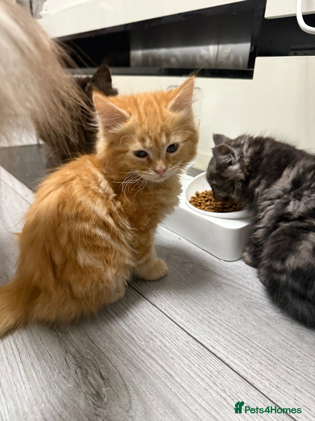 Mixed Breed cats for sale: Mixed kitten breed - Advert 12