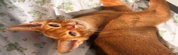 Abyssinian cats for sale: Pedigree Abyssinian boy for sale  - Advert 5