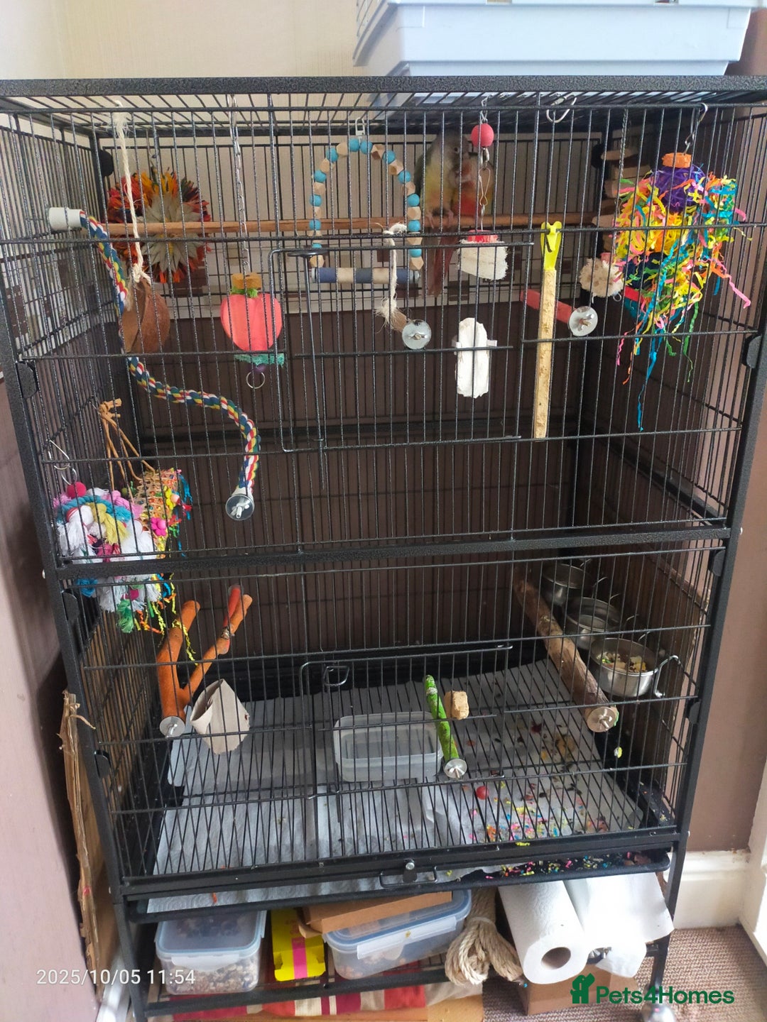 Conures birds for sale: Conuers - Image 2