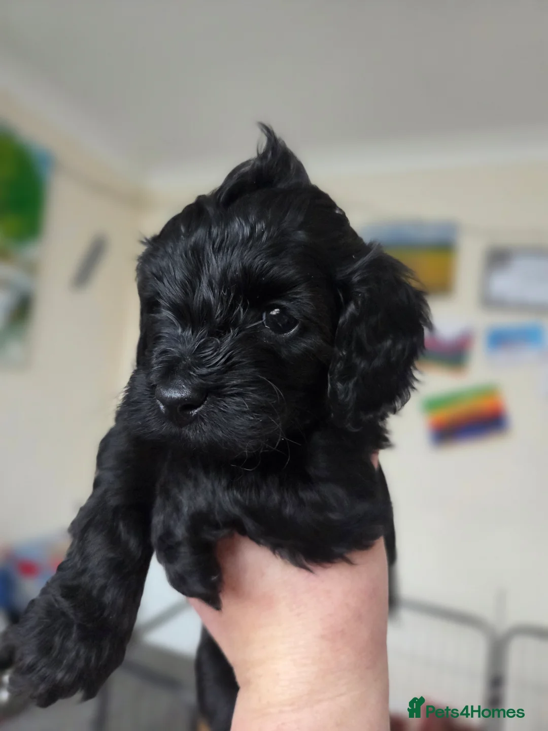 Cockapoo dogs for sale: F1B Toy Cockapoo Puppies - Advert 9