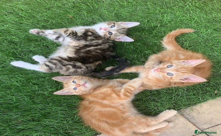 Mixed Breed cats - Advert 1