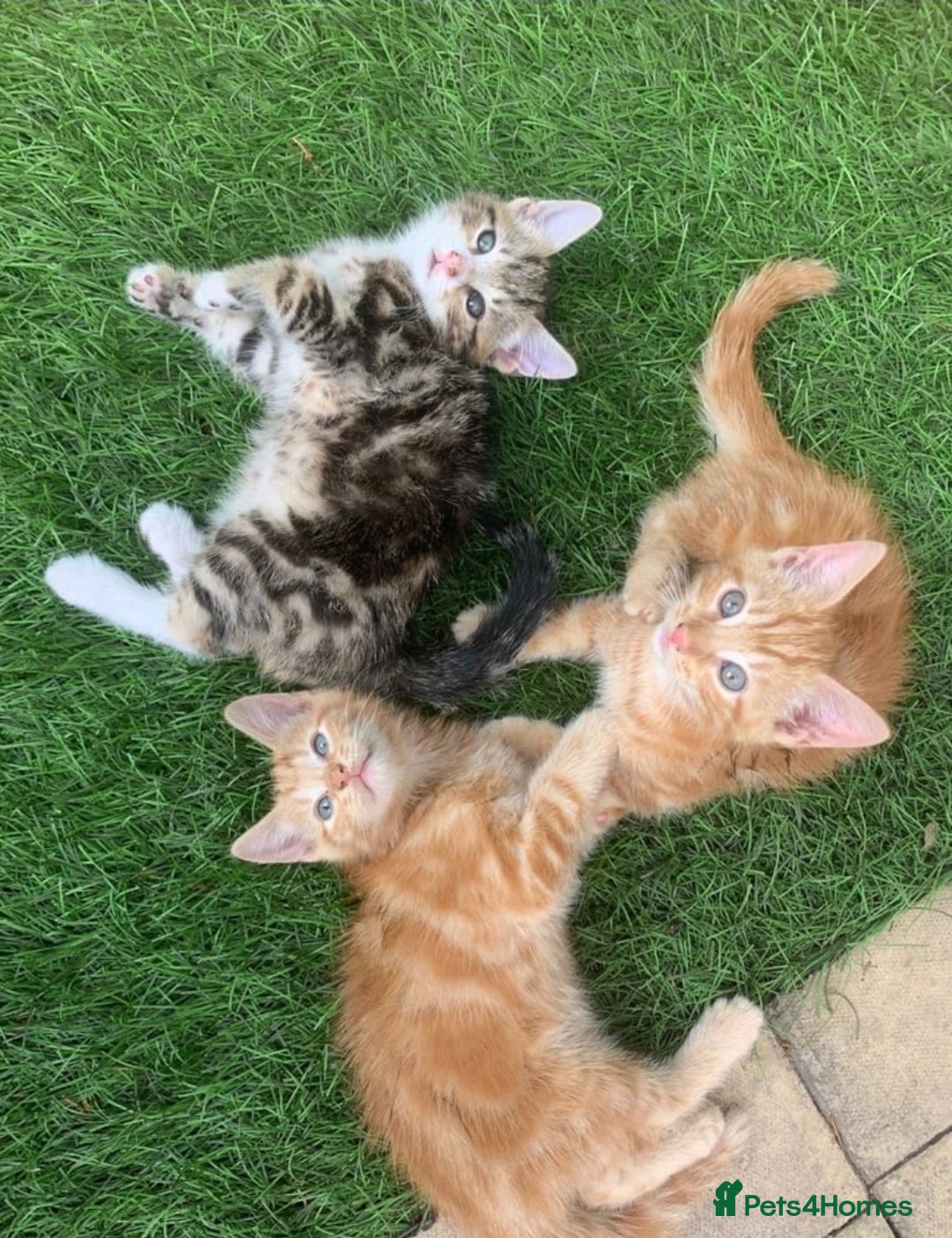 Mixed Breed cats for sale: Ginger tabby kittens - Image 1