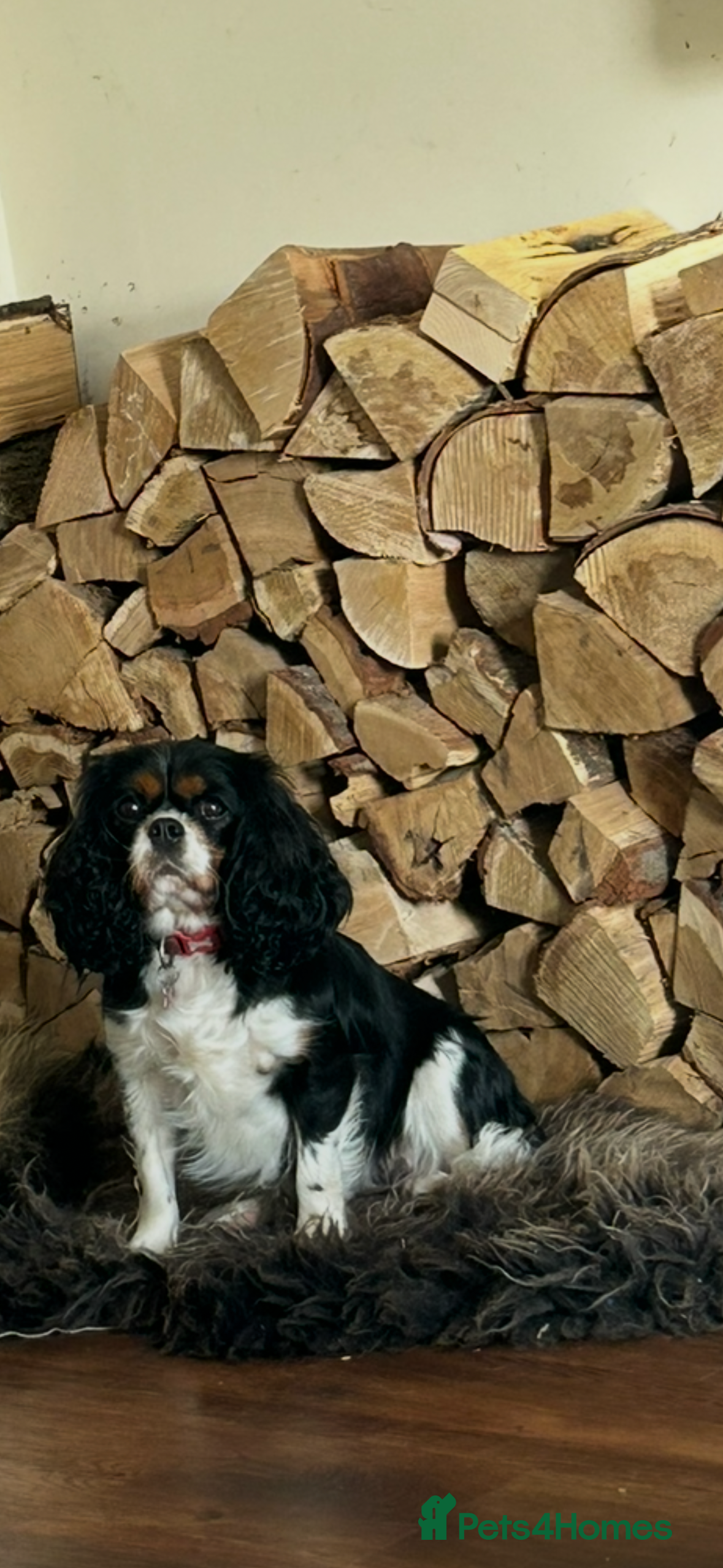 Cavalier King Charles Spaniel dogs Cavalier King Charles female - Advert 16