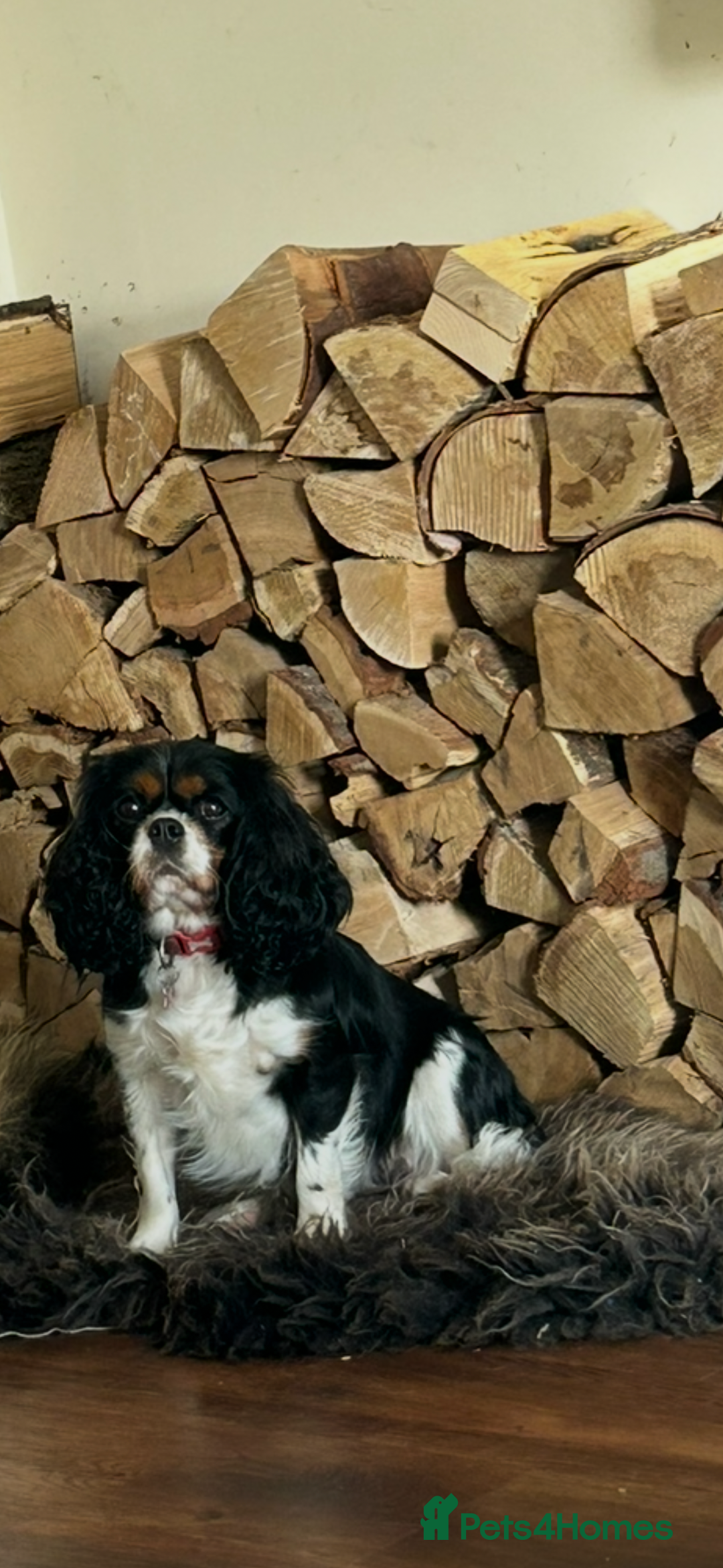 Cavalier King Charles Spaniel dogs for sale: Cavalier King Charles female - Advert 1