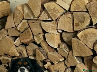 Cavalier King Charles Spaniel dogs Cavalier King Charles female - Advert 16