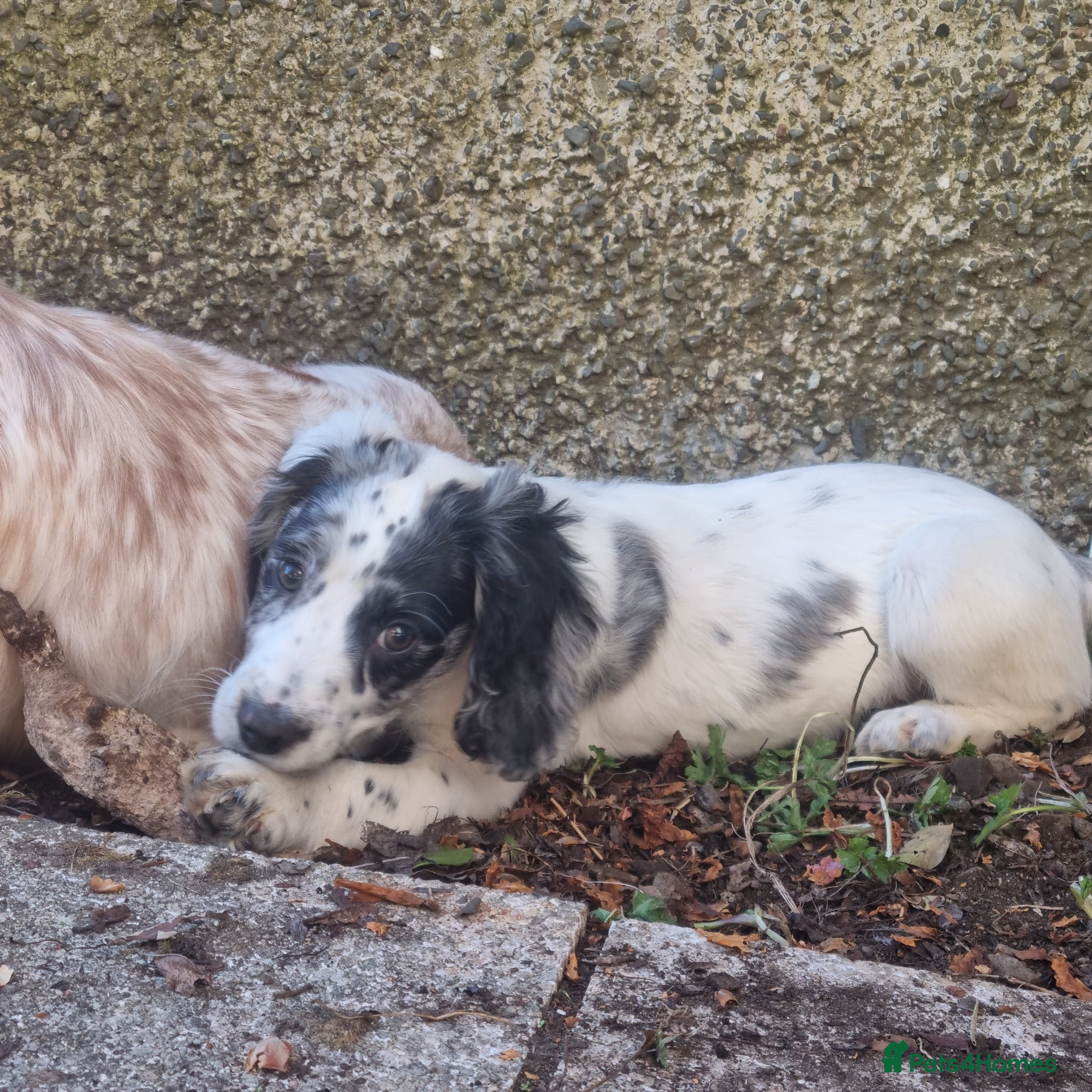 Cocker Spaniel dogs Last Puppy Available - Advert 22