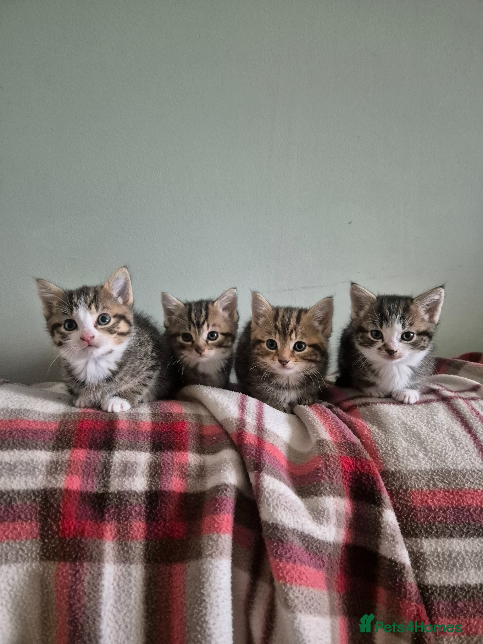 Maine Coon cats Maine coon  x kittens - Ready now - Advert 4