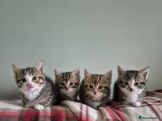 Maine Coon cats Maine coon x kittens - Ready now - Advert 4