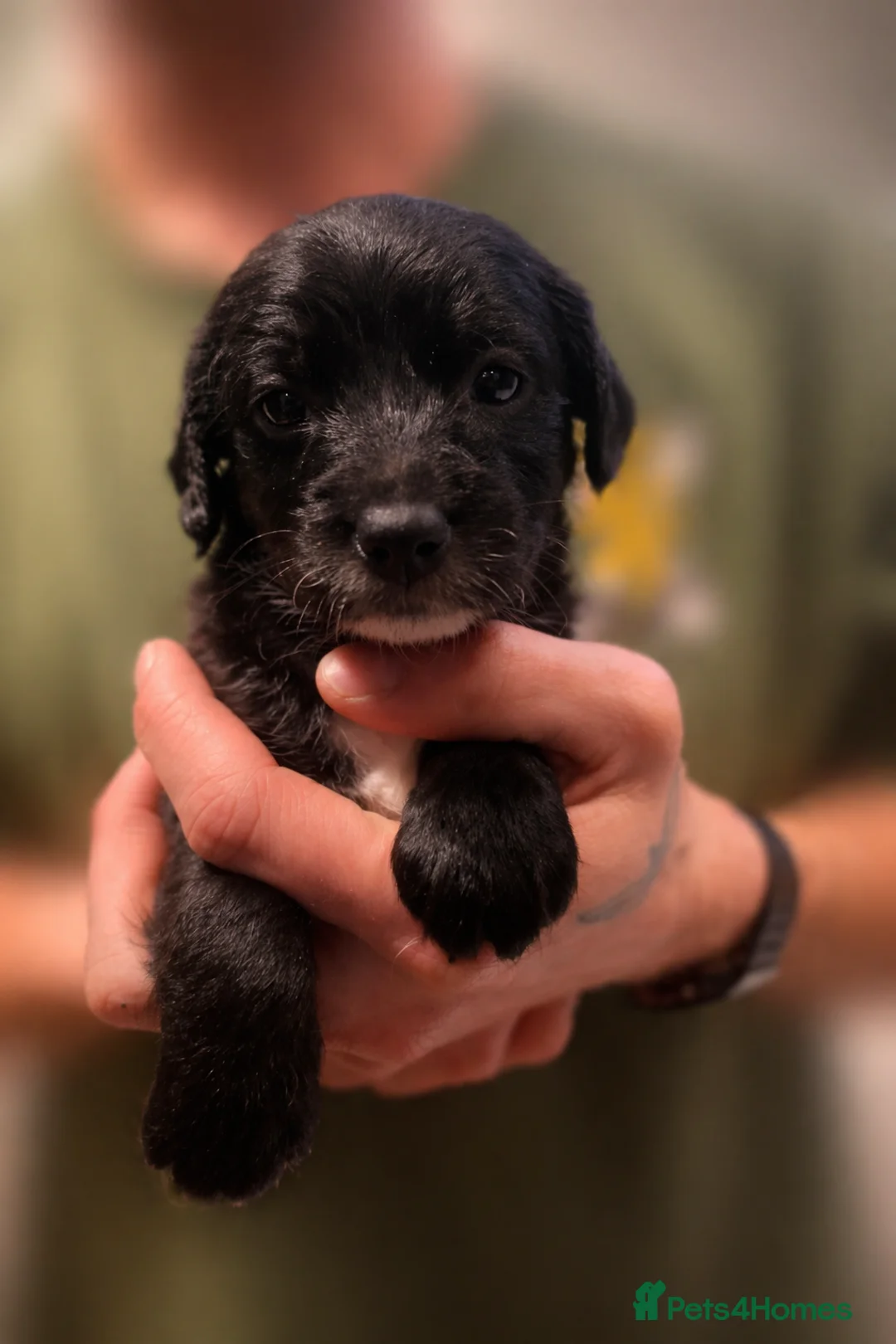 Mixed Breed dogs for sale: Cockapoo x jackapoo pup - Advert 1