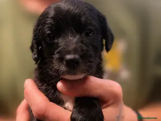 Mixed Breed dogs Cockapoo x jackapoo pup - Advert 4