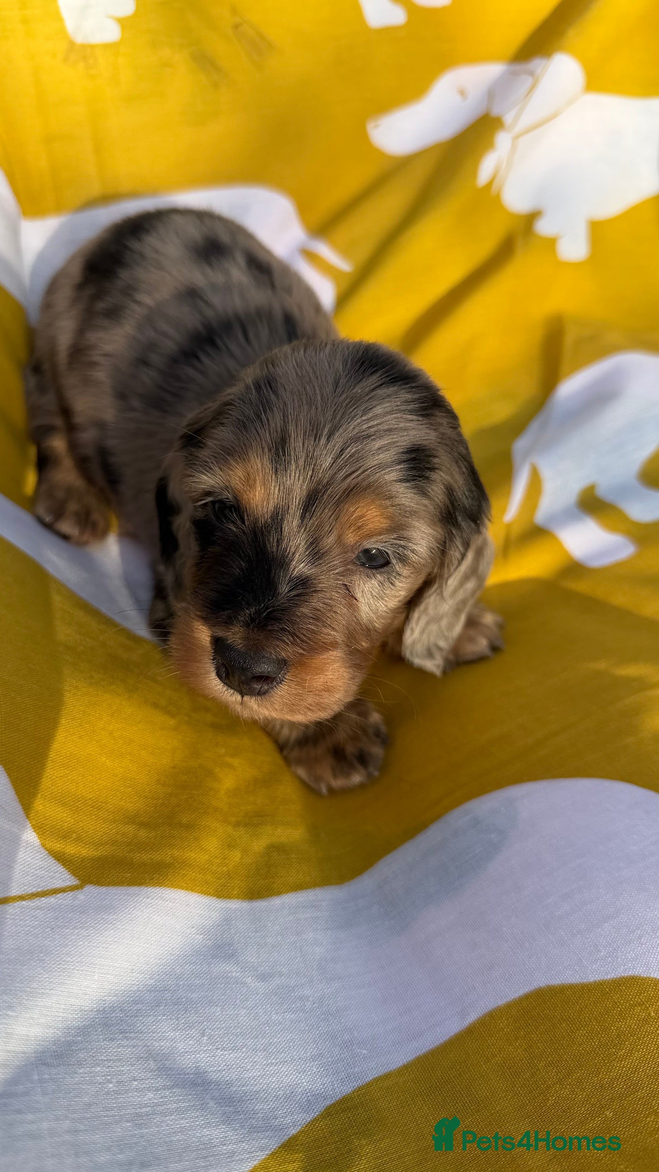 Dachshund dogs Lovely mini Dachshund puppies  - Advert 5