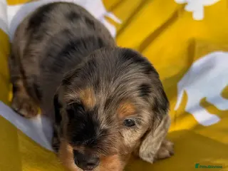 Dachshund dogs Lovely mini Dachshund puppies - Advert 5