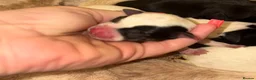Jack Russell dogs for sale: Jack Russell puppys in Swindon - Advert 4