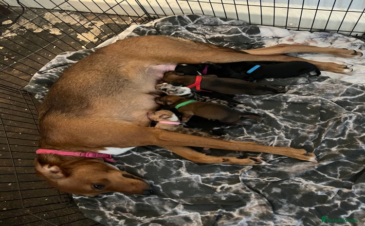 Mixed Breed dogs - Advert 1