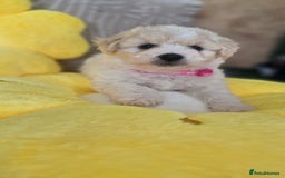 Mixed Breed dogs for sale: Maltipoo puppies  - Image 2