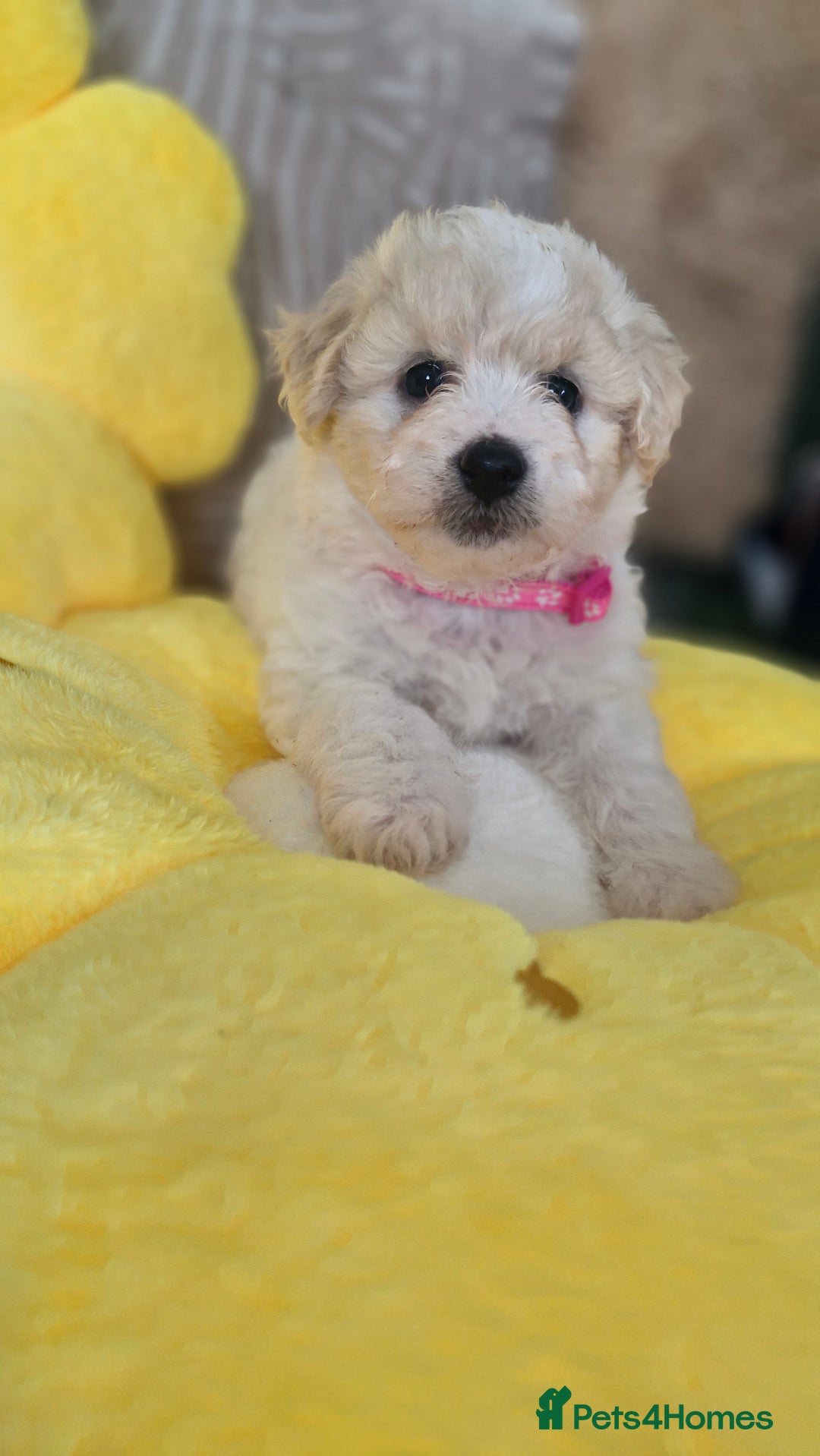 Mixed Breed dogs for sale: Maltipoo puppies  - Image 2