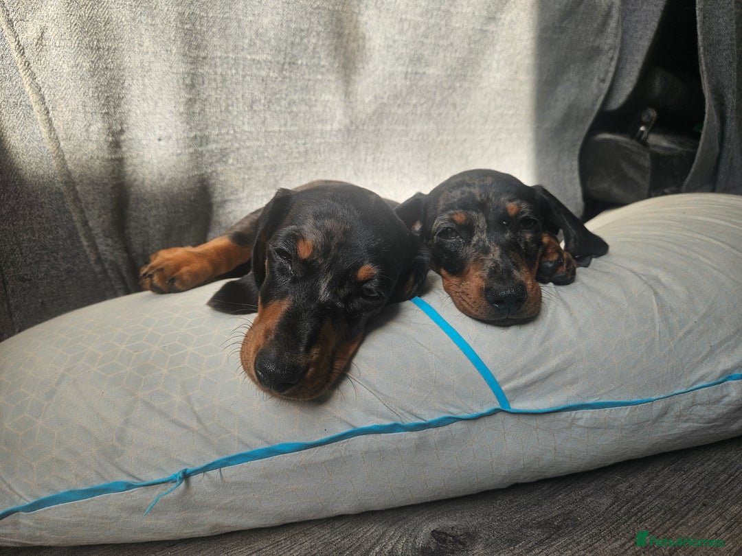 Dachshund dogs for sale: Mini dapple dachunds  - Image 5
