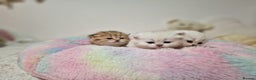 British Shorthair cats for sale: Pedigree British Short Hair Kittens  - Advert 6