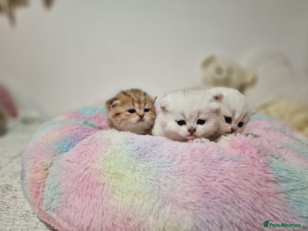 British Shorthair cats for sale: Pedigree British Short Hair Kittens  - Advert 6