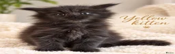 Maine Coon cats for sale: READY NOW , TICA REG MAINECOONS  - Advert 2