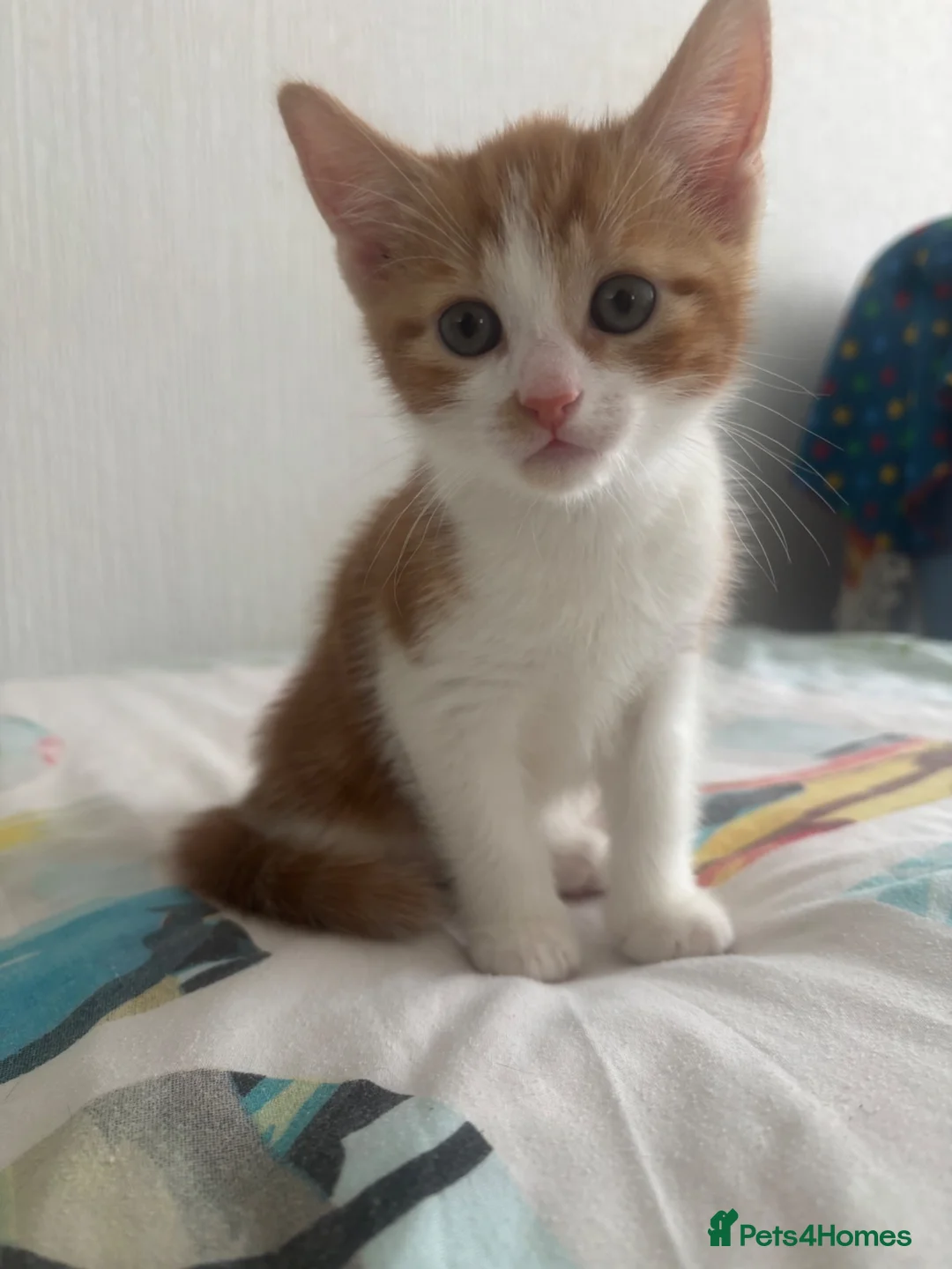 Mixed Breed cats for sale: Kittens for sale in Blackburn - Advert 5