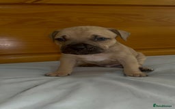 Cane Corso dogs for sale: Cane Corso Puppies for Sale - Image 28