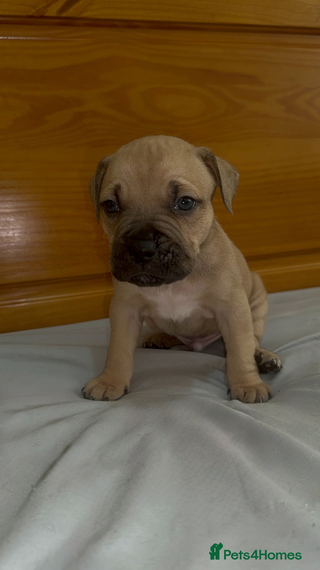 Cane Corso dogs for sale: Cane Corso Puppies for Sale - Image 28