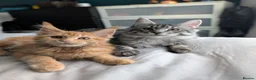 Maine Coon cats for sale: Mainecoon - Advert 17
