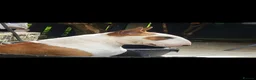 Bull Terrier dogs for stud: Stud English Bull Terrier  - Advert 2