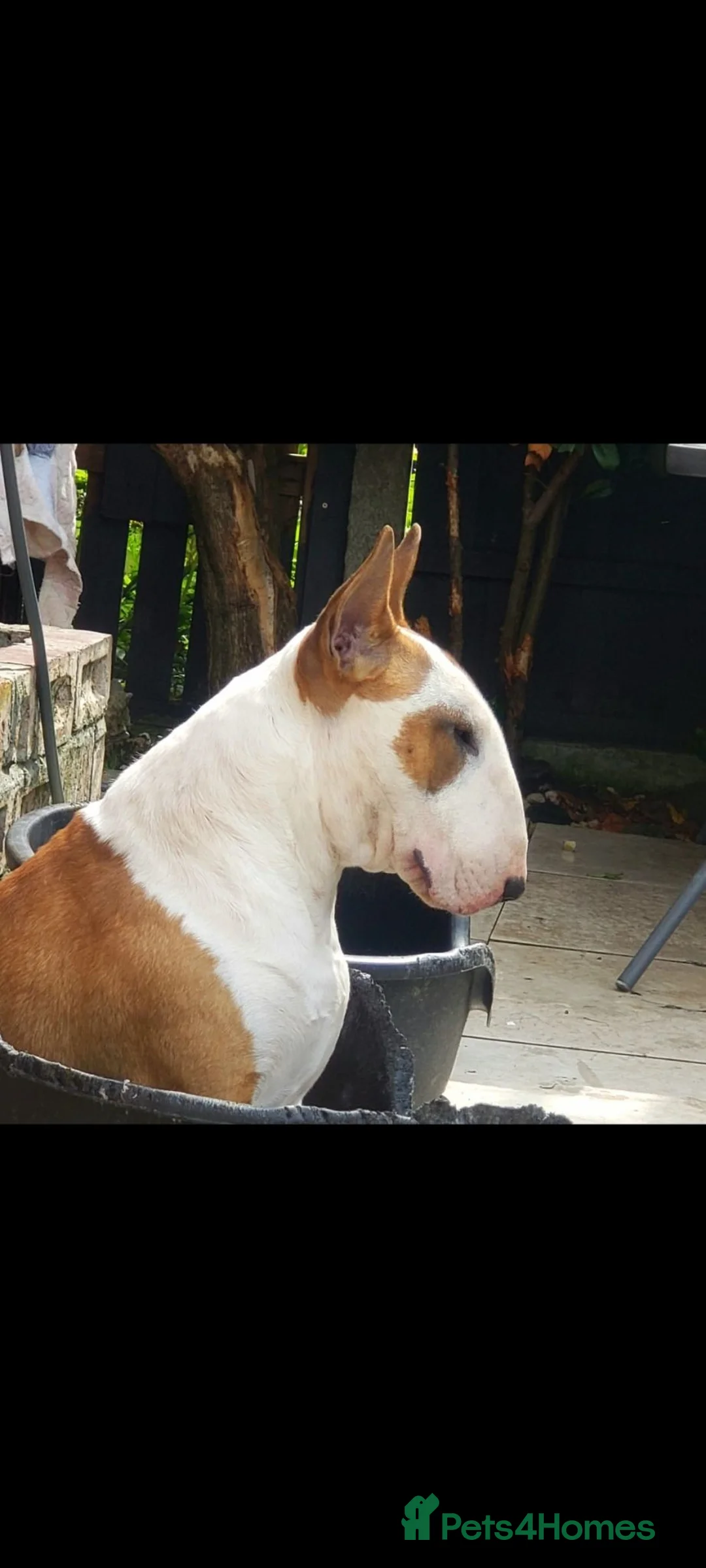 Bull Terrier dogs for stud: Stud English Bull Terrier  - Advert 2
