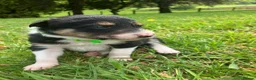 Border Collie dogs for sale:  10 Beautiful tri colour border collie puppies in Exeter - Advert 15