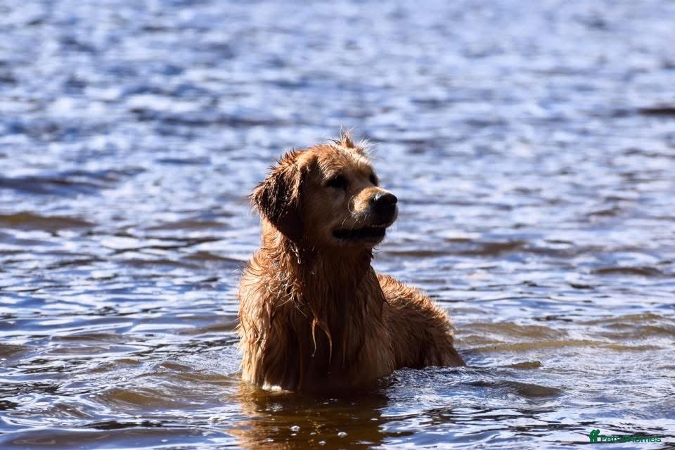 Golden Retriever dogs Jai- for stud - Advert 1