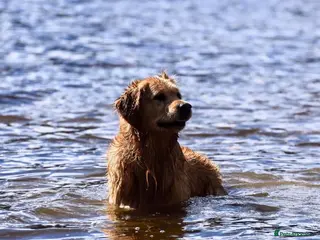 Golden Retriever dogs Jai- for stud - Advert 1