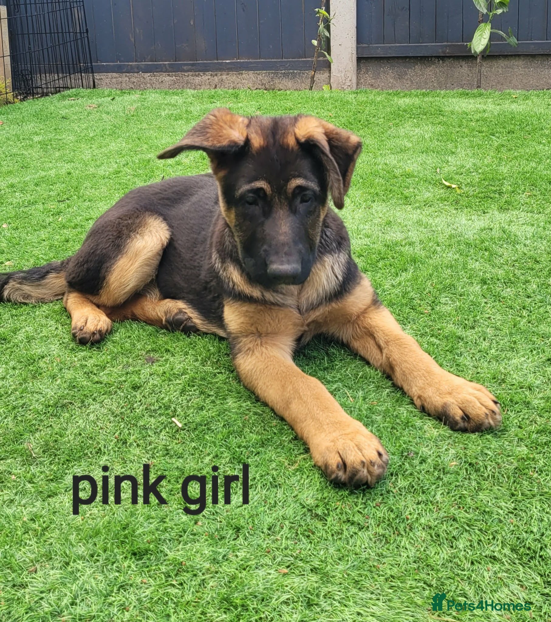 German Shepherd dogs 4 generation  **  - Advert 4