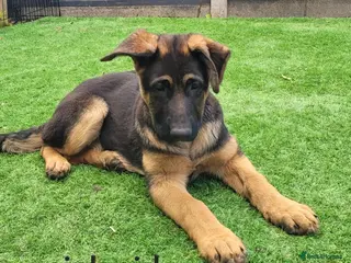 German Shepherd dogs 4 generation ** - Advert 4