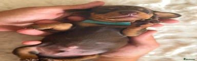 Miniature Dachshund 4